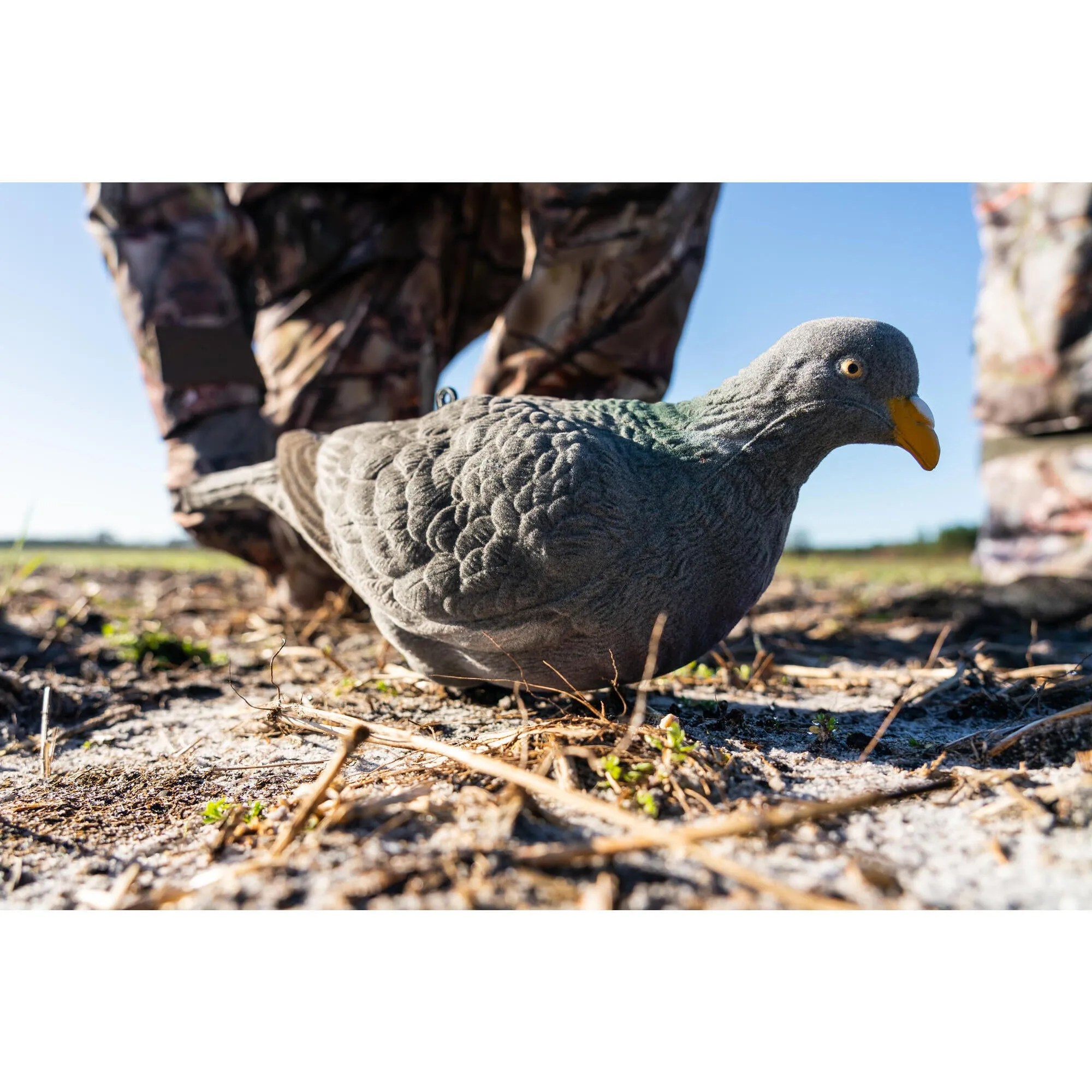 Decoy pigeon 3D VELOURS 900 SOLOGNAC