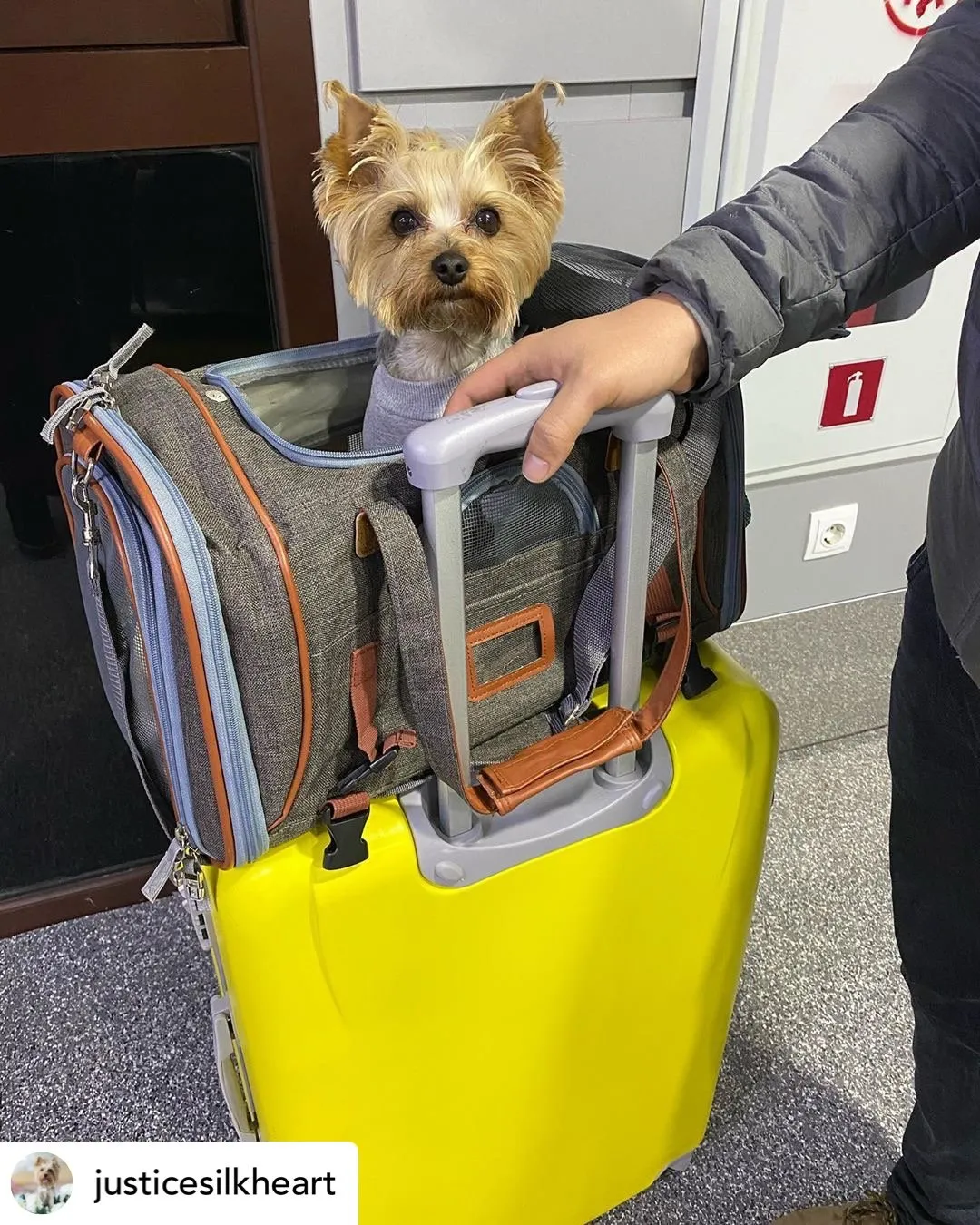 Mr. Peanut's Gold Series Airline Compliant Pet Carrier